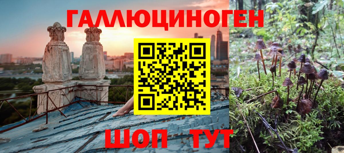 Карачаевск  Псилоцибиновые грибы Psilocybine cubensis  Вход с VPN 
